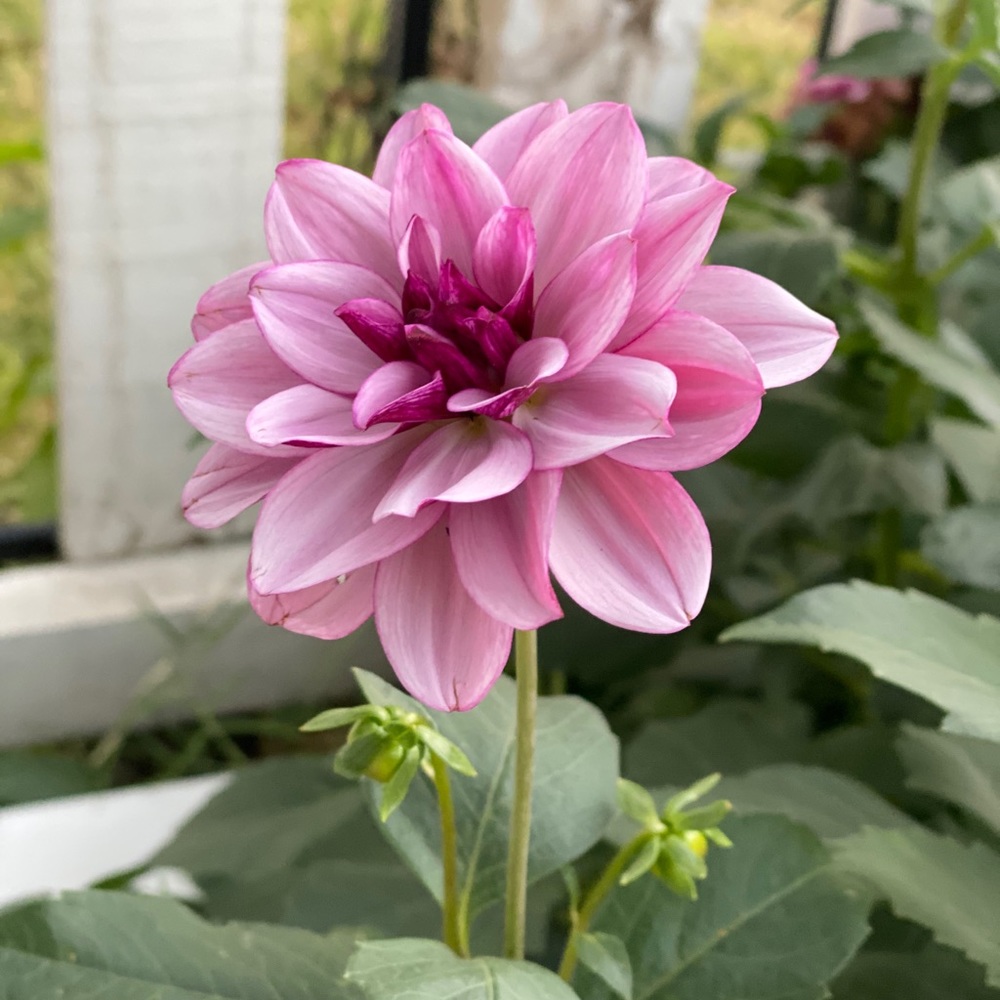 Meet your Posher, Debbie